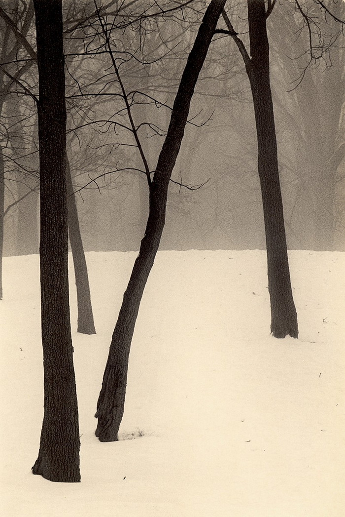 Портреты деревьев Портреты деревьев