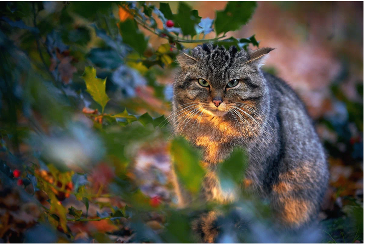 Это не мог быть Мурзик