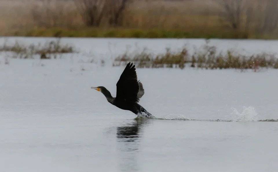 Кабанский заказник: маленький рай в дельте Селенги 