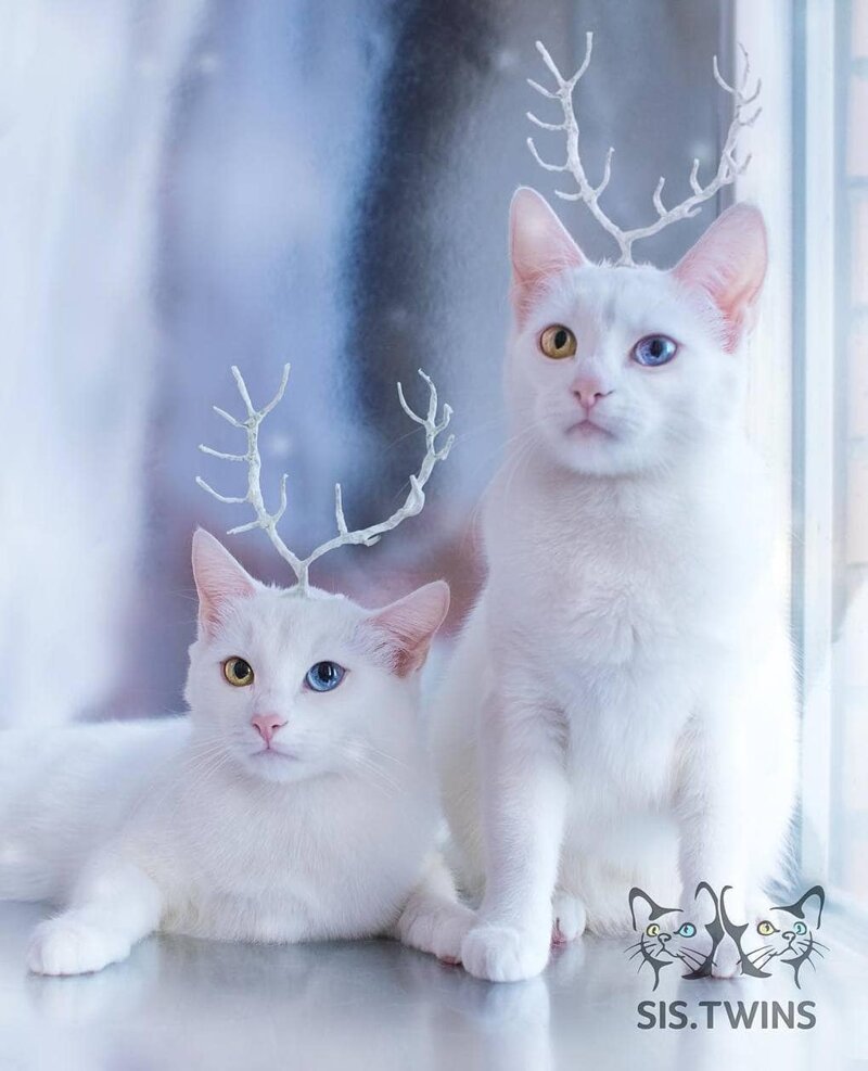 Необычный цвет глаз и белая шёрстка — это щедрый подарок природы этим обычным дворовым кошкам Абисс, Айрис, глаза, кошка, красота, окрас