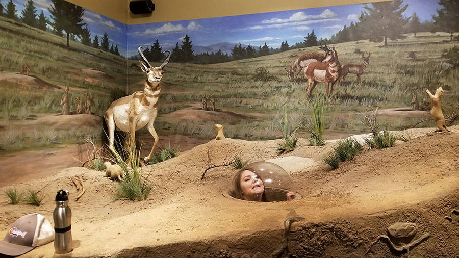 Забавные картинки для хорошего настроения Забавные картинки для хорошего настроения животные,жизнь,звери,земля,котики,коты,курьезы,мир,питомцы,планета,приколы,природа,смешное,собаки,факты,фауна,флора,щенки,юмор