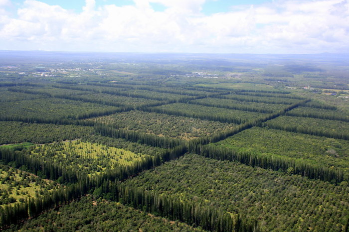 Надписи делали посредством посадки или вырубки деревьев / Фото: maps.livejournal.com