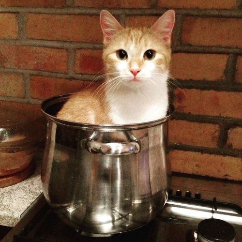 Кошки, которым удобно везде (37 фото)
