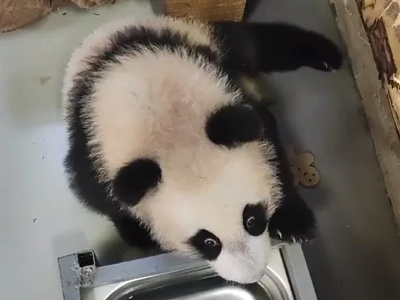 Маленькая панда Катюша принимает поздравления с китайским Новым годом (видео)