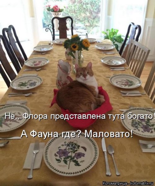 Свежая котоматрица для всех  смешные картинки