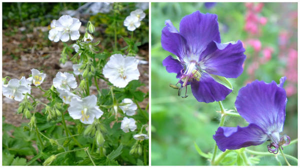 Герань красно-бурая f. album. Фото с сайта www.dorsetperennials.co.uk. Герань красно-бурая Langthorns Blue. Фото с сайта ru.pinterest.com