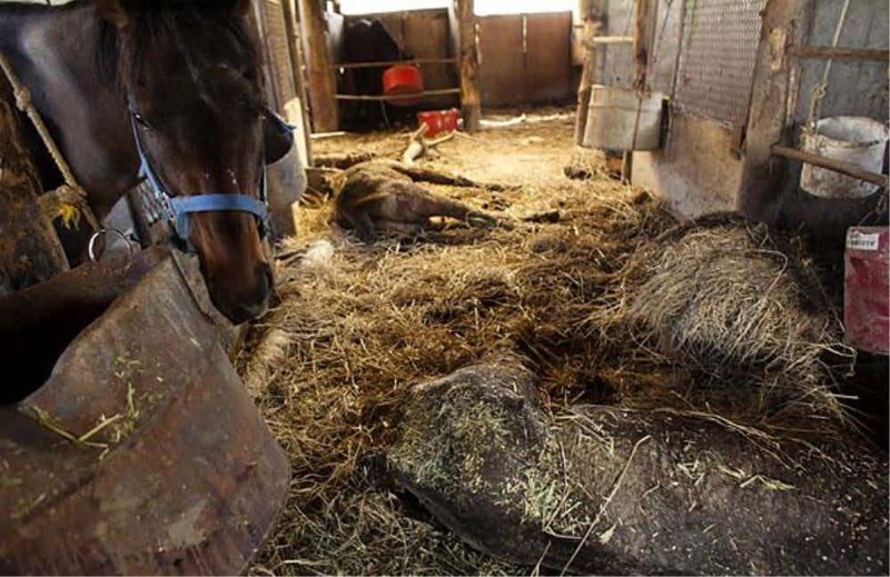 Лошади, брошенные на верную смерть зона отчуждения, радиоактивная зона, фото, фукусима, япония