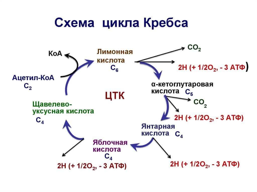 Источник https://ru.wikipedia.org/wiki/Цикл_трикарбоновых_кислот 