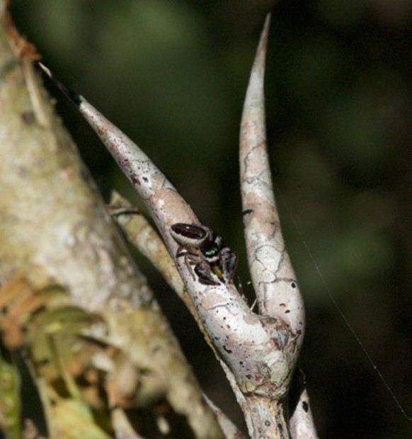 Паук-вегетарианец Bagheera kiplingi (лат. Bagheera kiplingi) (англ. Vegetarian spider)