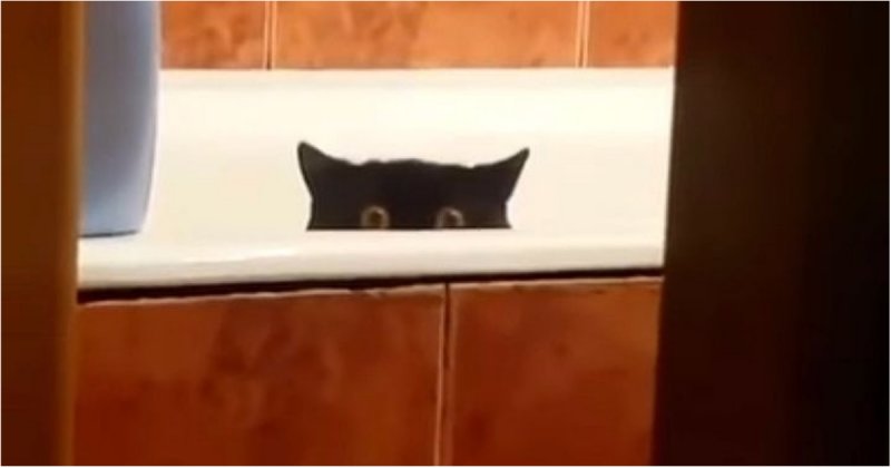 Кот украл свежую рыбу с кухонного стола и спрятался в ванной видео, животные, кот, неудача, прикол, рыба, юмор