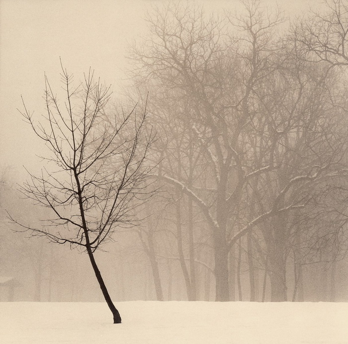 Портреты деревьев Портреты деревьев