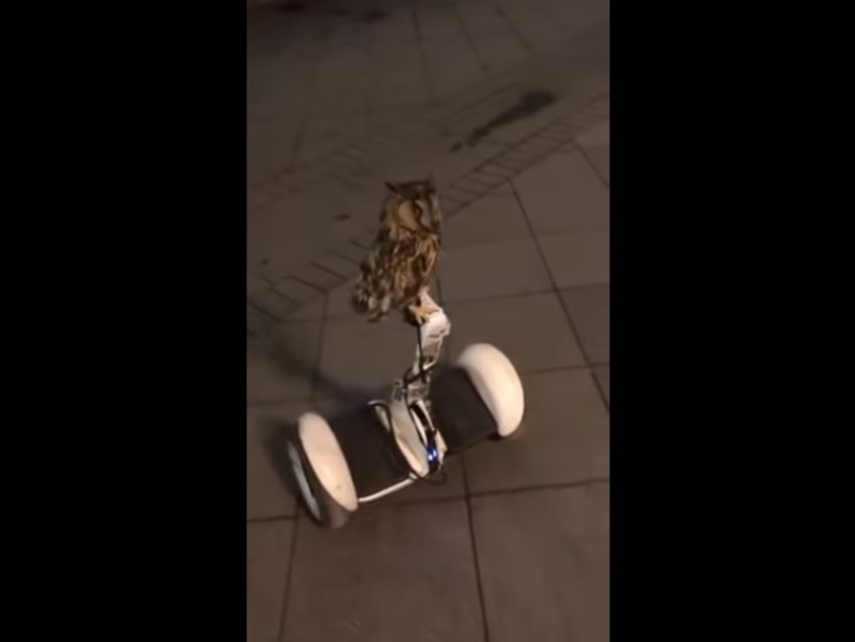 Иностранцы сняли в Москве сову, катающуюся на гироскутере