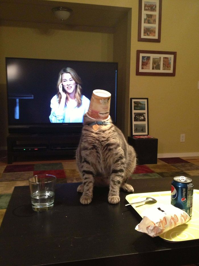 полосатый кот на столе со стаканом на голове