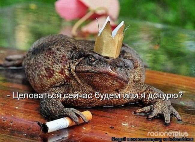 24 картинки развлекательного характера со зверьем 