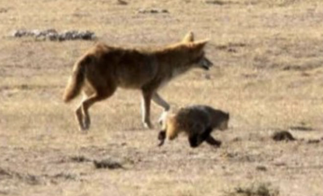 Невероятные симбиозы животных: существа, которые появились случайно Невероятные симбиозы животных: существа, которые появились случайно Культура