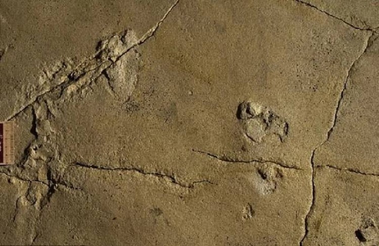 Загадочные следы возрастом более 5 миллионов лет на побережье острова Крит.