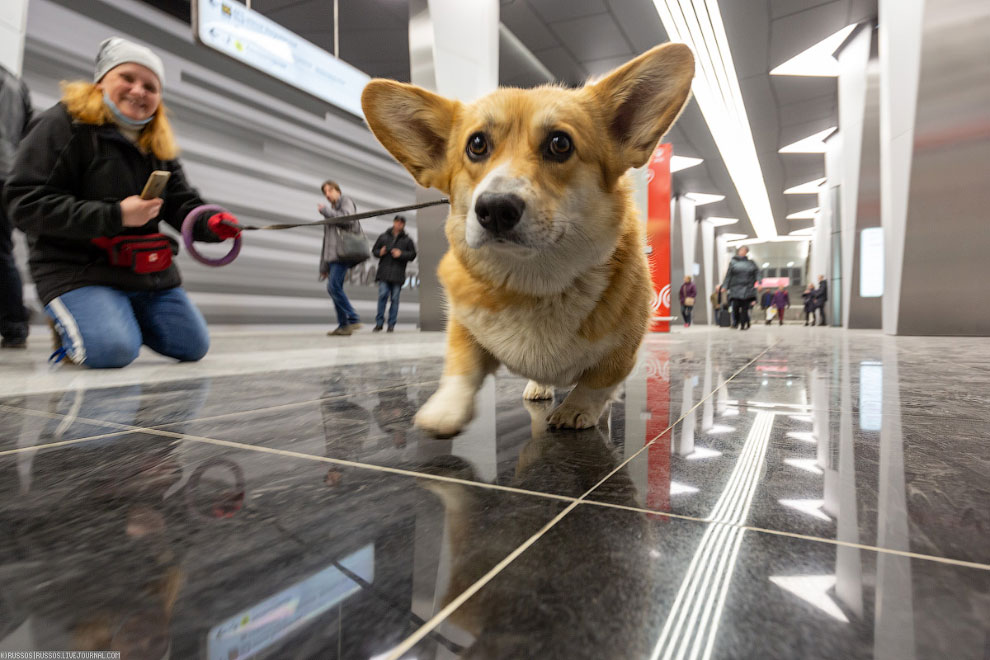 Экскурсия по новым станциям московского метрополитена просто, Станция, новых, отлично, Очень, красиво, получилось, целом, Когда, боковые, платформы, сверху, путевой, вестибюль, прекрасно, метро, позитивно, станциях, стены, фотографии