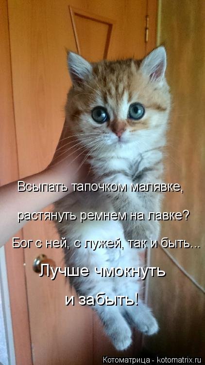 Свежая котоматрица для всех  смешные картинки