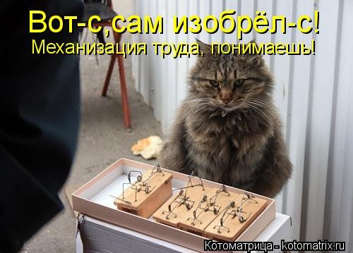 Свежая котоматрица для всех  смешные картинки