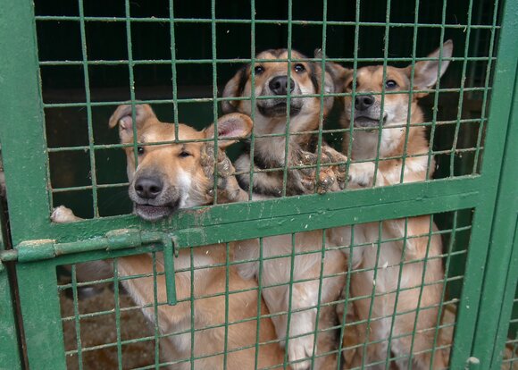 Приют для собак в Ярославском устроит День открытых дверей