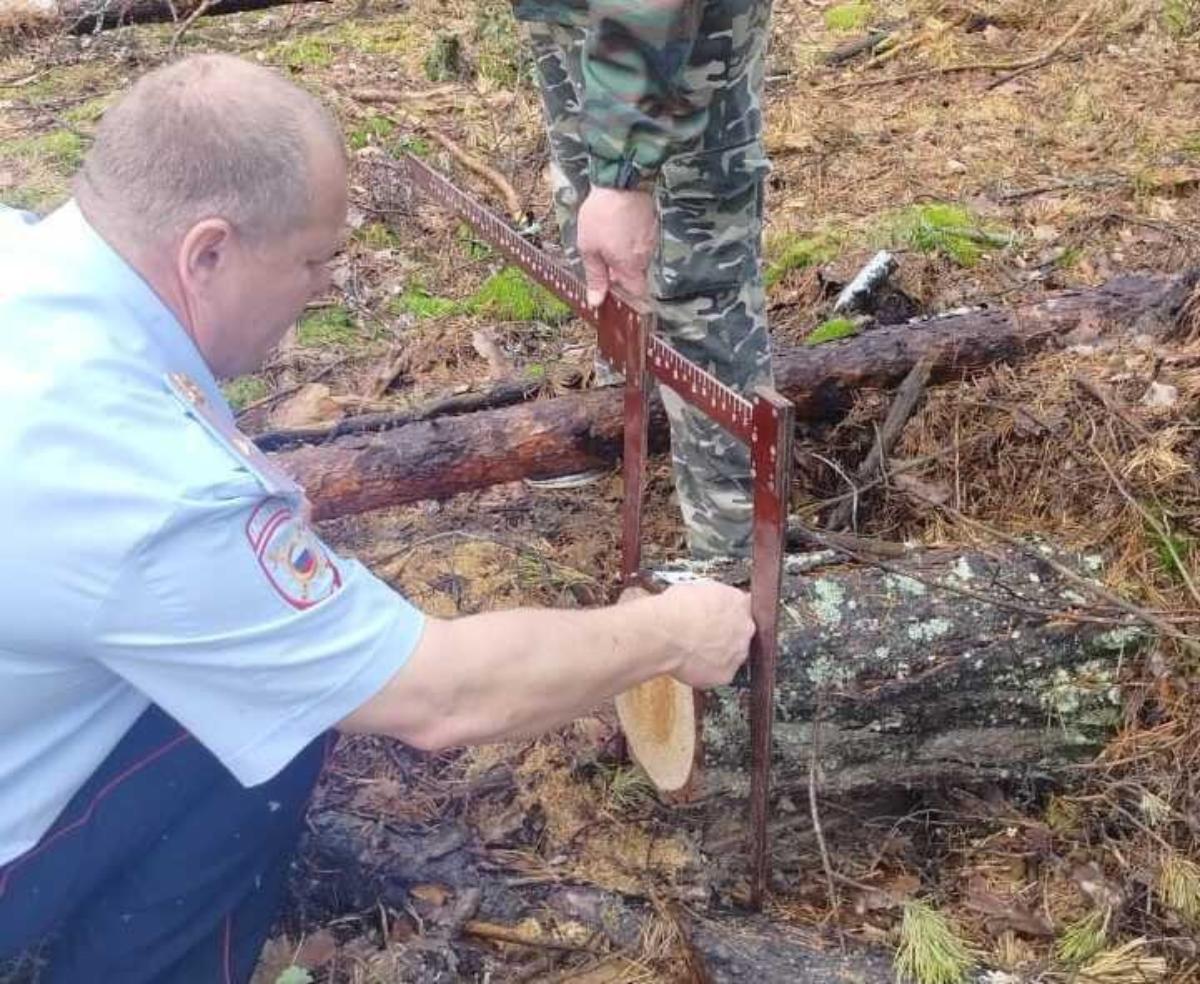 Под Новосибирском ищут похитивших деревья нарушителей