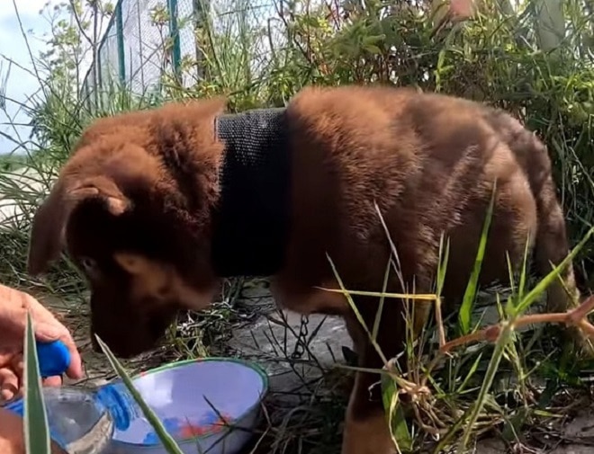 Щенок и миска