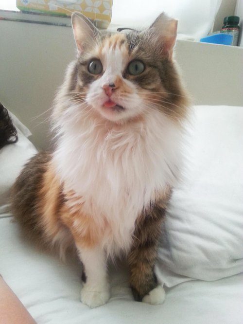 Когда мяукаешь кошке в ответ Когда мяукаешь кошке в ответ