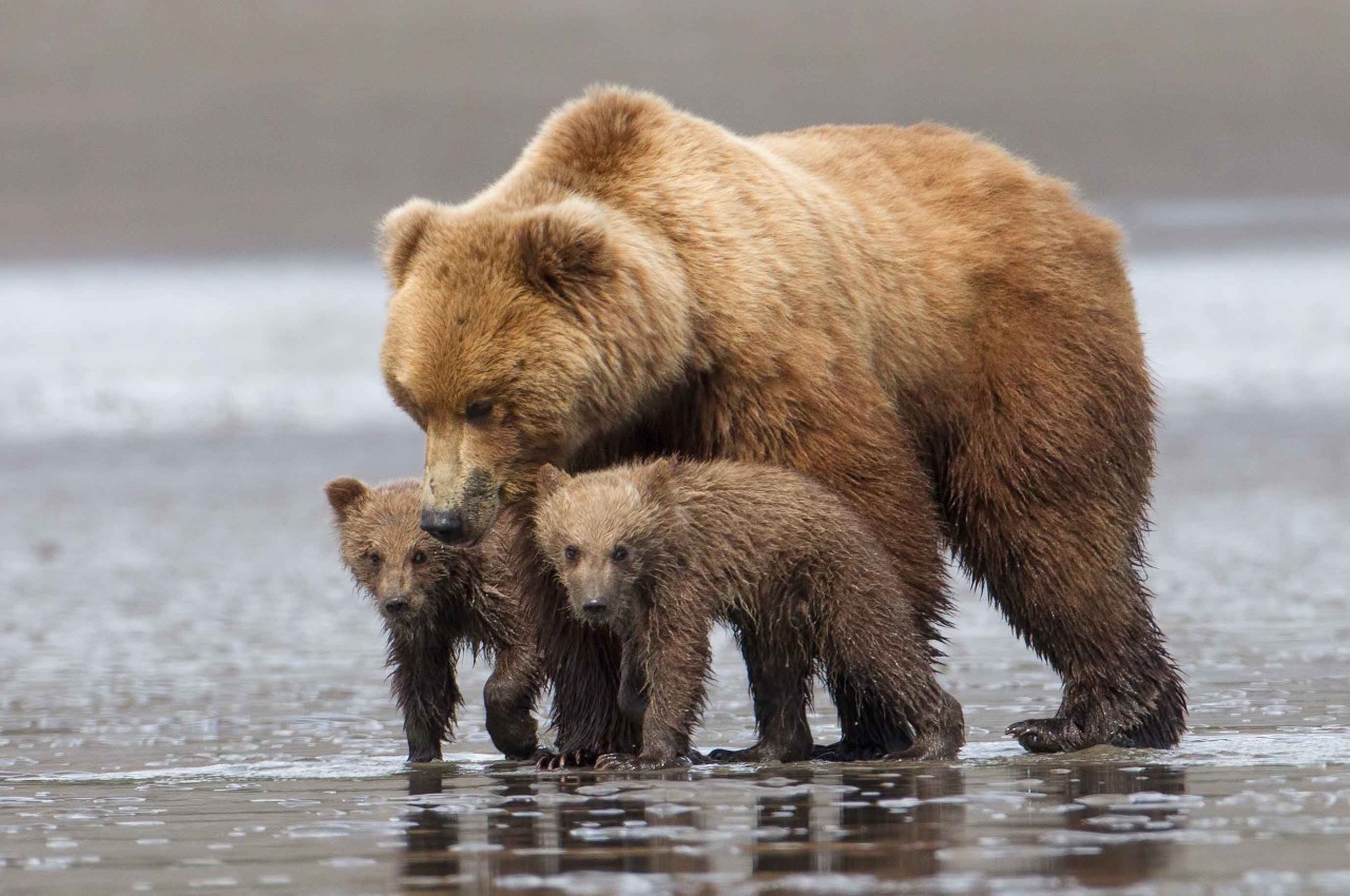 Популяция бурых медведей. Медведица с медвежатами. Медведь с медвежонком. Медведи обнимаются. Бурая Медведица с медвежатами.