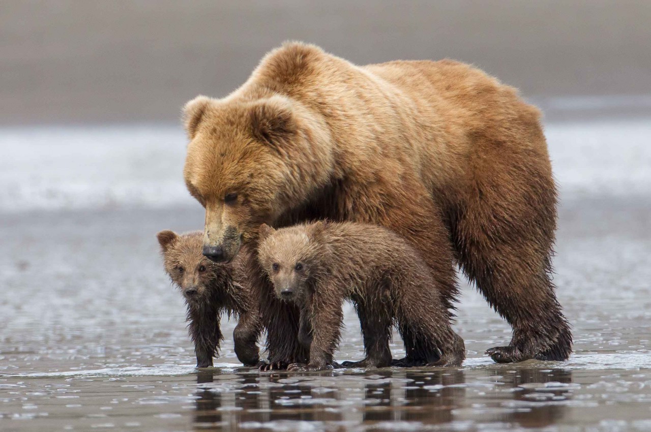 Bear life. Бурый медведь в реальной жизни. Медведь в реальной жизни. Отряд Хищные медведи. Медвежонок в реальной жизни.