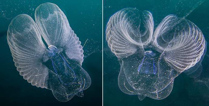 Океанологи поймали редчайшее загадочное существо