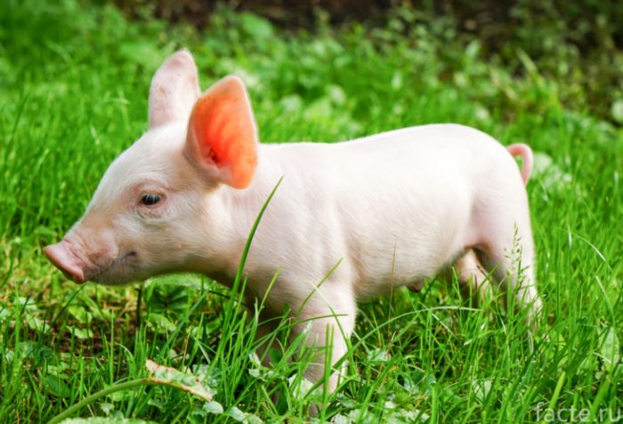 5 продуктов, производство которых убивает нашу планету продукты,экология