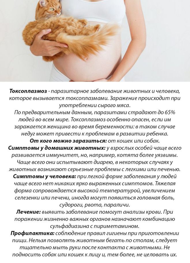 10 болезней, которыми вы можете заразиться от домашних животных 10 болезней, которыми вы можете заразиться от домашних животных