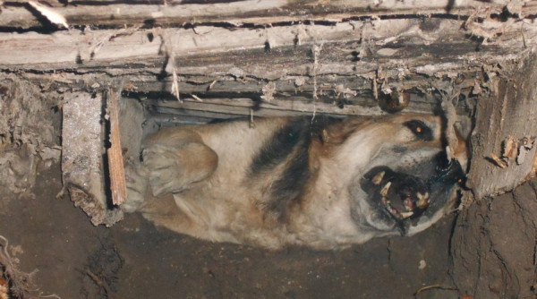 Спасатели Крыма спасли собаку