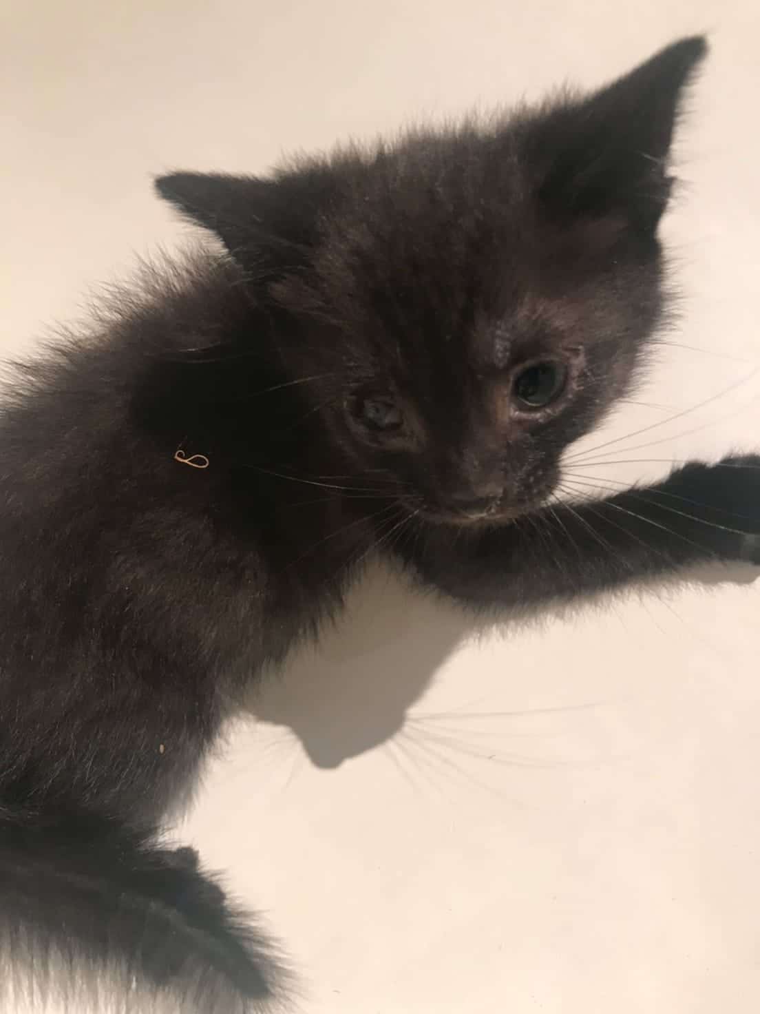 больной котенок