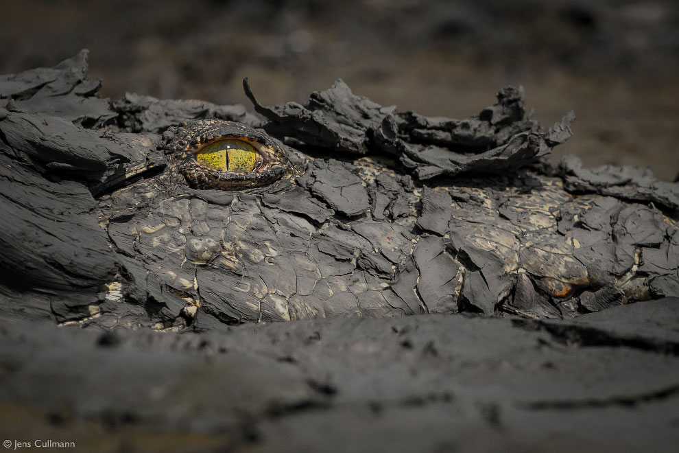 Лучшие фотографии Африки 2020 Африка,фотографии