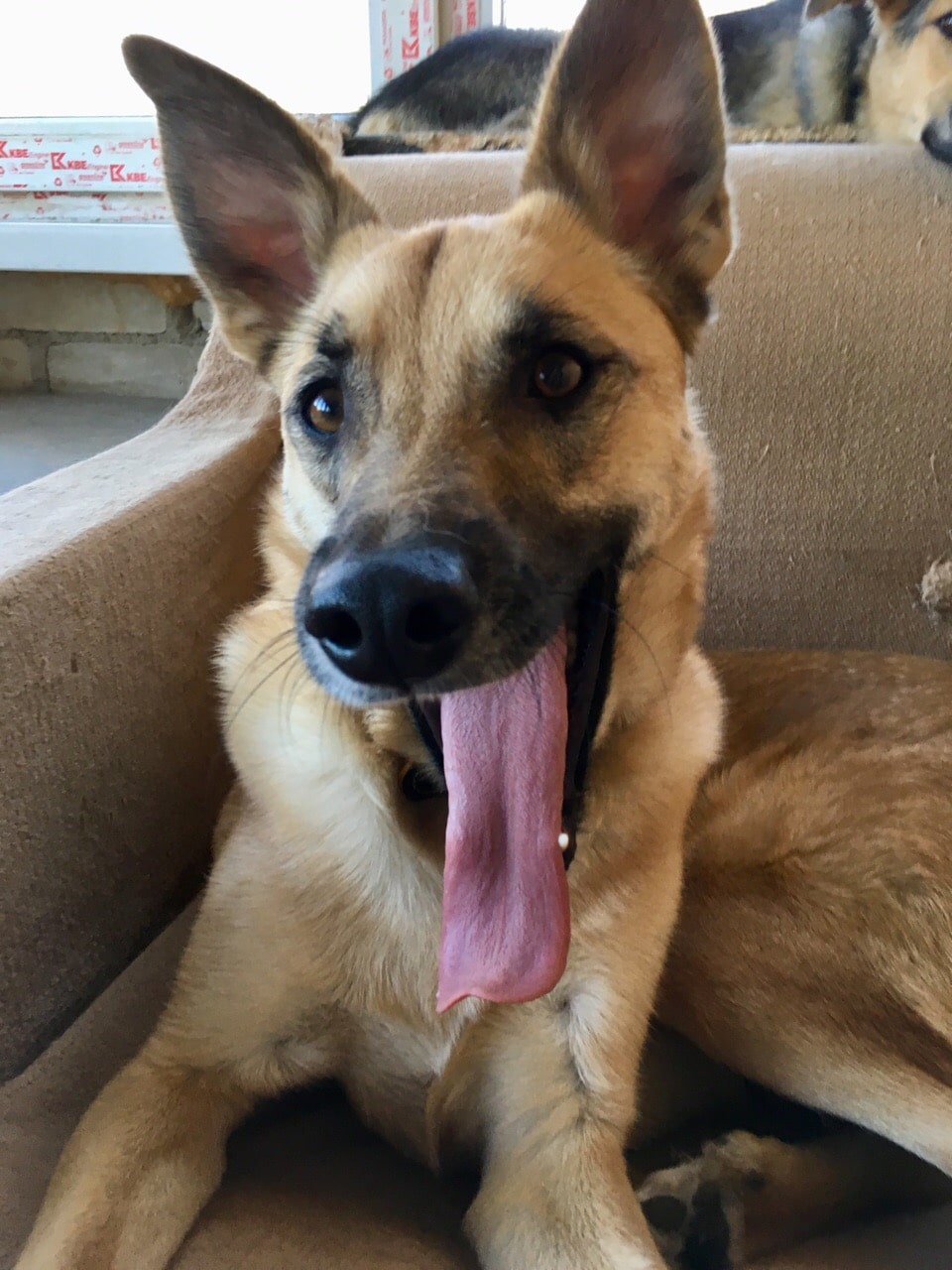 собака в доме