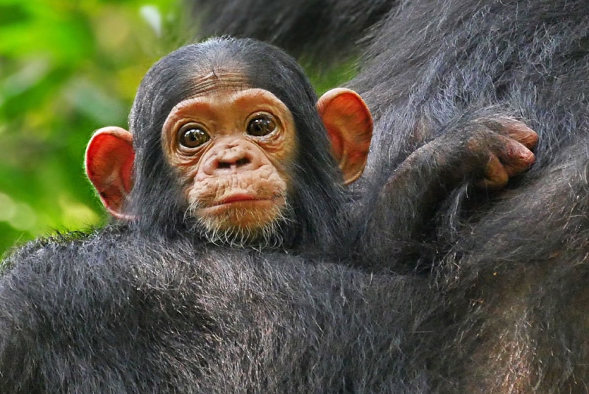 Кто такие обезьяны. Baby Chimpanzee. Обезьяна вид спереди. Клетка для приматов. Человекоподобные обезьяны.