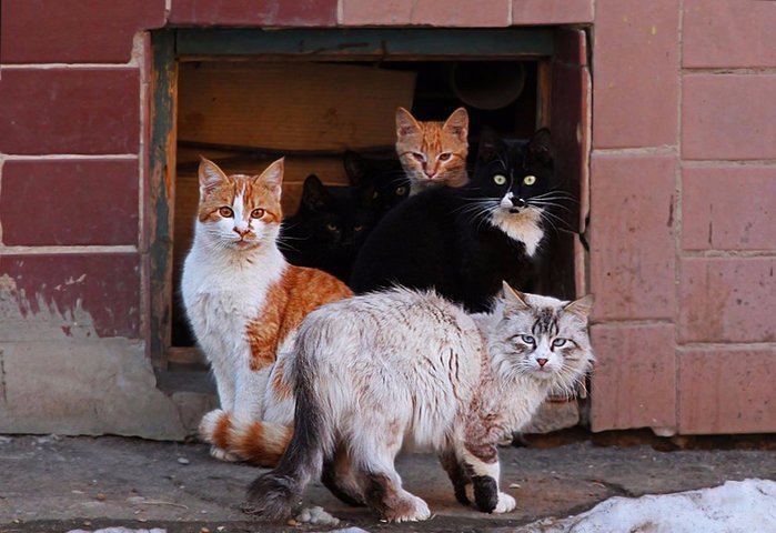 Бригады суровых котов коты, прикол, юмор