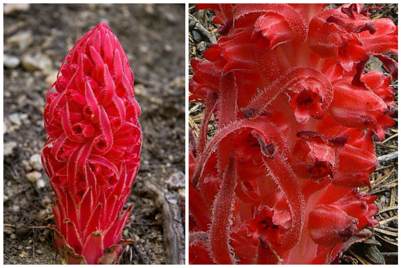 Snow plant (Sarcodes sanguinea) интересное, красота, флора, цветы
