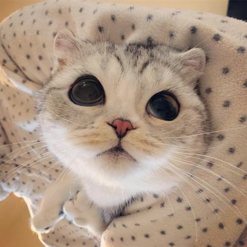 Кошка Хана с большими глазами, взявшая Instagram штурмом (24 фото) Кошка Хана с большими глазами, взявшая Instagram штурмом (24 фото)