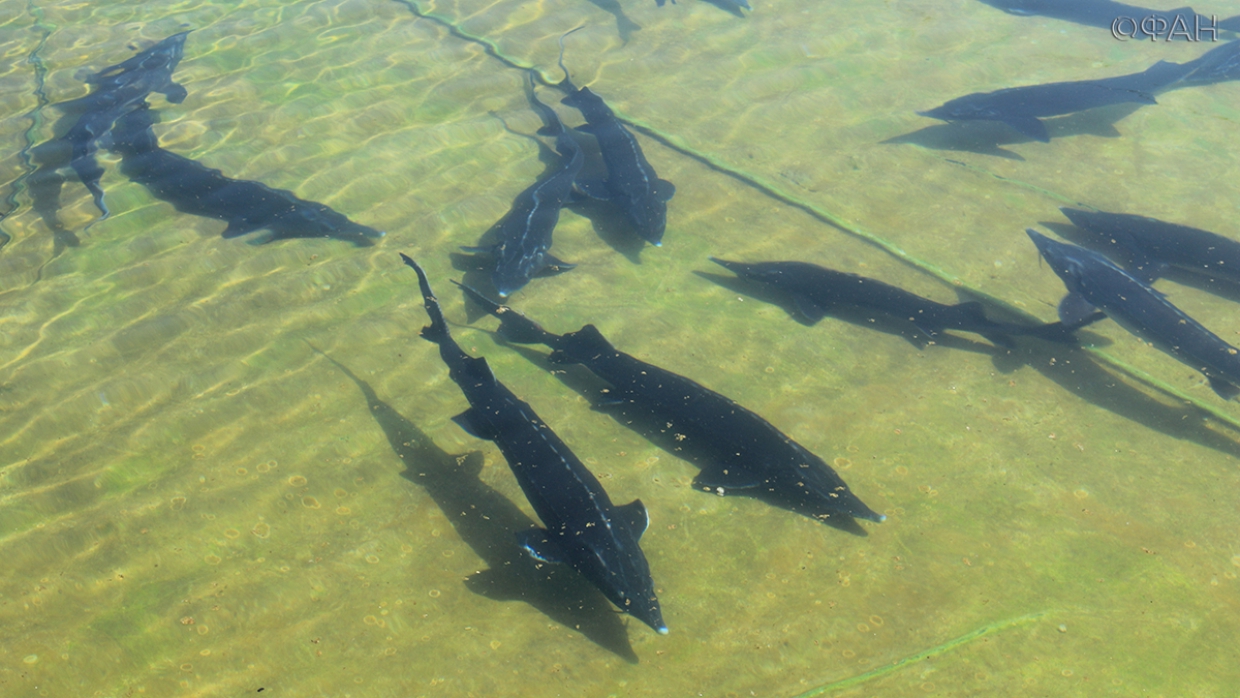 Крым удивил возможностями, начав поставлять на материк осетрину Крым удивил возможностями, начав поставлять на материк осетрину Общество