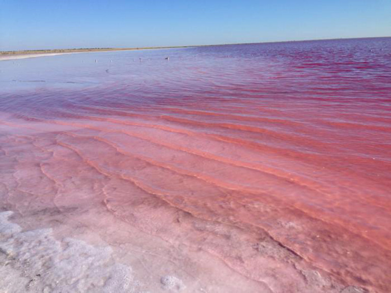 Siberian pink lake