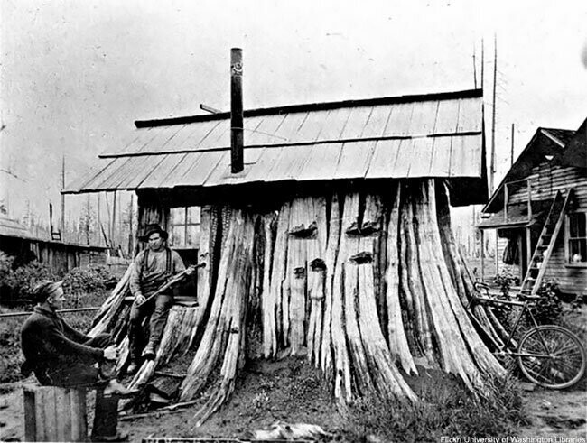 Дома-пни американских переселенцев: фотографии начала 20-го века где и как,жилье,кто,необычные дома