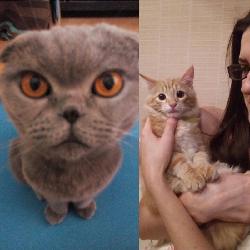 Животные, кстати, ничем от людей не отличаются в этом вопросе - ревнуют также сильно.... интересное, особенности, ревность, чувства