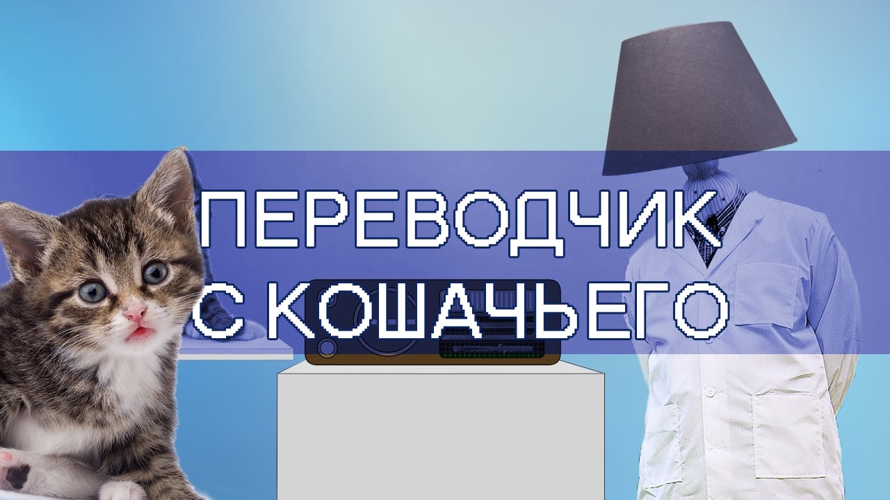 Кошачий переводчик. Кошачий язык переводчик. Переводчик для кошек. Перевод с кошачьего. С русского на кошачий.