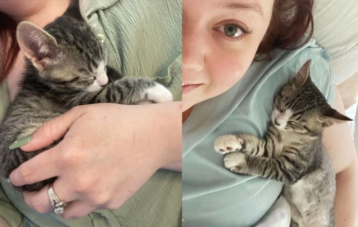 Без кота и жизнь не та