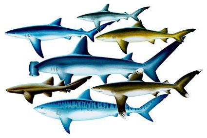 Разновидности акул, названия, особенности и интересные факты