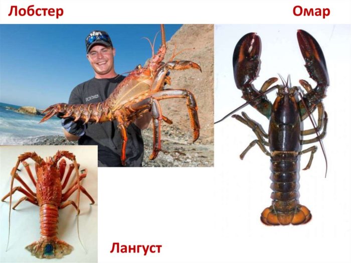 Лобстер что это