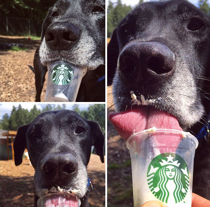 Молли также привозит Puppuccino в приют для тех собак, которые не могут покидать его пределы  животные, милота, сливки, собаки