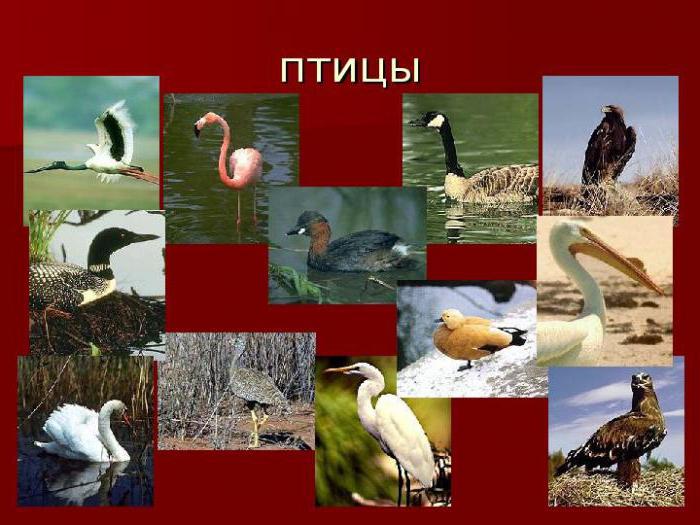 Красная книга Саратовской области: перечень видов растений и животных
